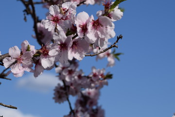 Mandelblüte in Gimmeldingenn
