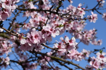 Mandelblüte in Gimmeldingenn