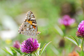 Fototapeta premium Painted Lady, Vanessa cardui, wyciągając nektar z kwiatu. Motyl na dzikiej łące