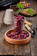 Small bulbs of red and yellow onion sets ready to planting.