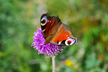 European Common Peacock butterfly (Aglais io, Inachis io) Collecting nectar on wild flowers