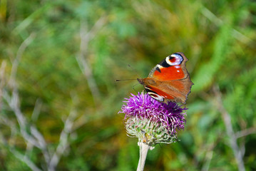 European Common Peacock butterfly (Aglais io, Inachis io) Collecting nectar on wild flowers