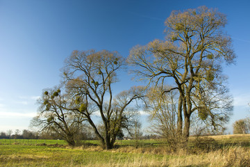 Leafless trees with mistletoe on a green meadow and blue sky