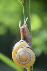 escargot jaune