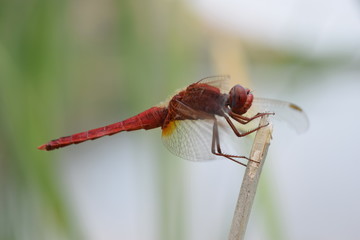 LIBELLULE ROUGE