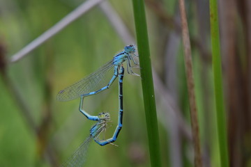 Libellules accouplement bleues