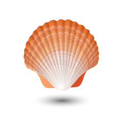 Seashell. Sea shell in vector. Seashell logo. Seashell isolated.