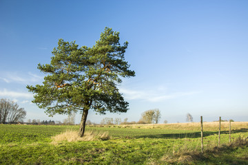 Fototapeta na wymiar Single coniferous tree on a meadow