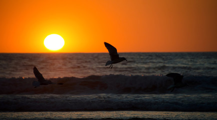Naklejka na ściany i meble Seagulls flying at sunset at Mission beach