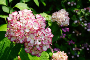 京都梅宮大社の紫陽花