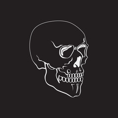 Hand Drawn skull vector illustration or symbol