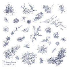 Bundle of elegant winter decorative plants hand drawn with contour lines on white background. Set of traditional natural Christmas decorations. Botanical vector illustration in vintage style.