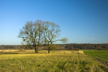Fototapeta na wymiar Big trees without leaves on the meadow in front of the forest
