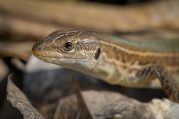 A head of a mediterranean lizard in summer