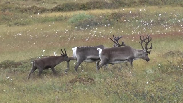 Norwegen, Norge, Nordkapp, Nordkap, Finnmark, Mager&oslash;ya, Mager&oslash;y, Ren, Rentier, Rentierherde, Hirsch, Hirschart, Nordeuropa, Arktis, Barentsee, Lappland, Samen