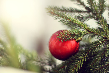 holiday decoration/ red ball on a green spruce branch
