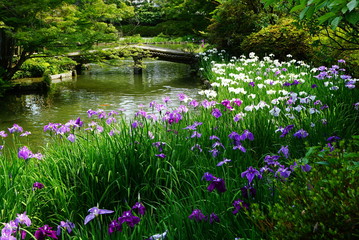 京都梅宮大社の花菖蒲