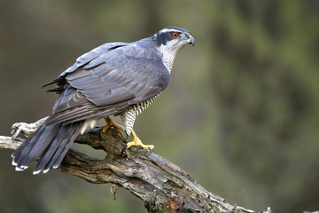 Adult male of Northern goshawk, Accipiter gentilis
