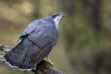 Adult male of Northern goshawk, Accipiter gentilis