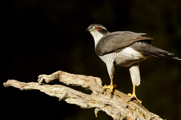 Adult male of Northern goshawk, Accipiter gentilis