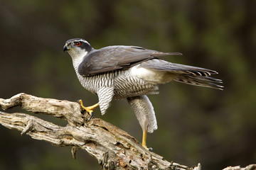 Adult male of Northern goshawk, Accipiter gentilis