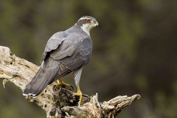 Adult male of Northern goshawk, Accipiter gentilis