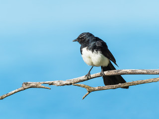 Willie Wagtail