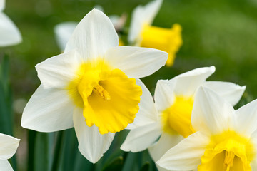 Yellow and white flowers
