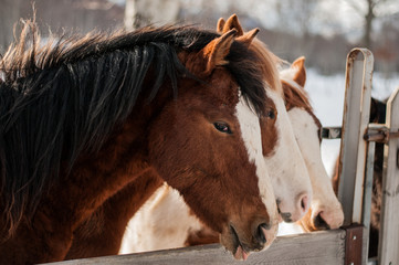 letino caserta, lago matese, cavalli in un recinto sulla neve
