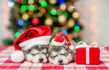 Fototapeta na wymiar two puppies in christmas hats lie with a gift on a background of the Christmas tree
