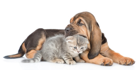 Puppy is chewing the kitten's ear. isolated on white background