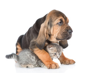 puppy embracing kitten. isolated on white background