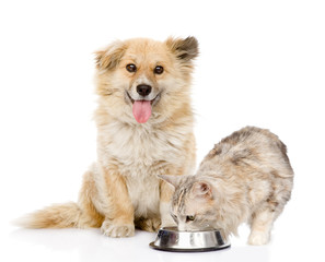 Mixed breed dog and cat eating together. isolated on white background © Ermolaev Alexandr