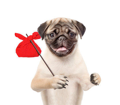Funny puppy with a stick and a red bag