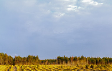 Obraz premium Gloomy sky over field and forest.