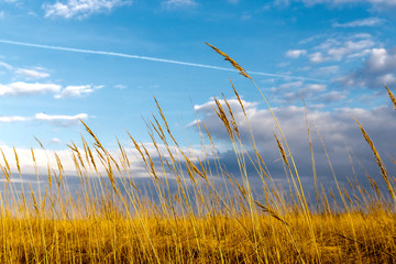 Dry grass on a background of clouds and blue sky.