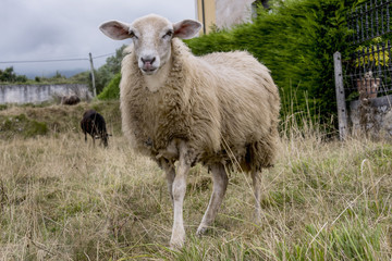 Portrait of a sheep grazing in the field