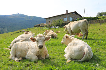 vaca blanca de carne ternera país vasco U84A2545-f17 © txakel