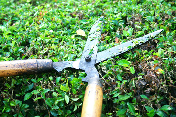 Grass shears with wooden handle on Hokkien tea fence