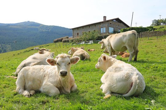 vaca blanca de carne ternera pa&iacute;s vasco U84A2545-f17