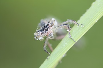 Blue featherleg or white-legged damselfly, Platycnemis pennipes