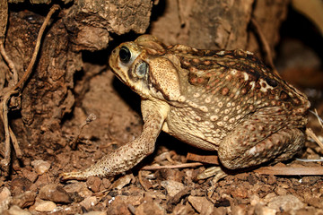 Big frog from Venezuela - Caen toad