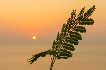 Tropical leaf fern on sunset orange sun over the sea