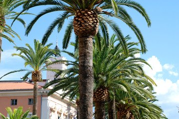 Palm trees in Ajaccio, Corsica, France