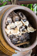 Abalone mushroom cultivation in jar.