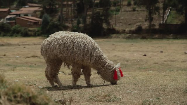 Peruvian alpaca in heels eat grass