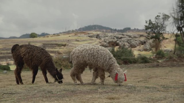 Peruvian alpaca in heels eat grass