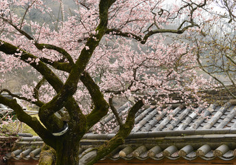 백양사에 핀 고불매