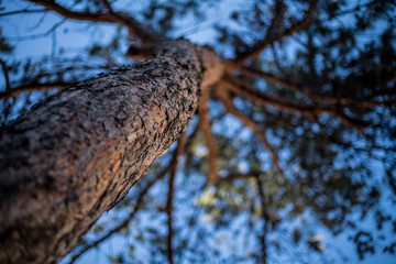 A pine tree seen from below