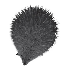 Hedgehog - cute - isolated on white background - art vector illustration